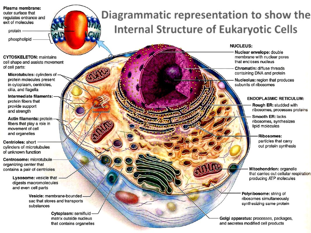 Цитология строение клетки. Клетка биология строение. Строение животной клетки. Клетка в разрезе. Полость в цитоплазме клетки 7